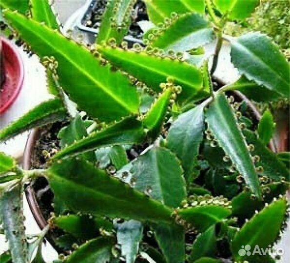 Каланхое, Золотой ус, лечебные от