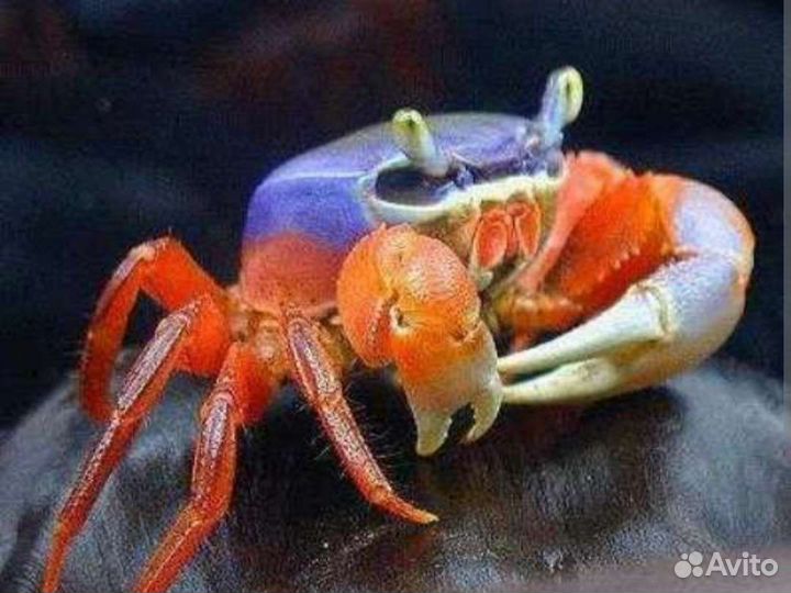 Радужный краб