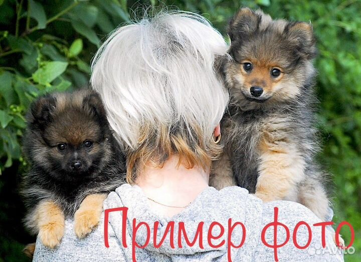 Вязка собак/инструктор/клеймение, Подольск, Бутово