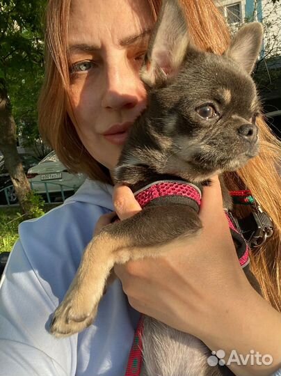 Чихуахуа девочка голубо-подпалый окрас