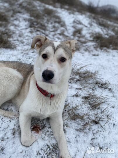 Собака щенок