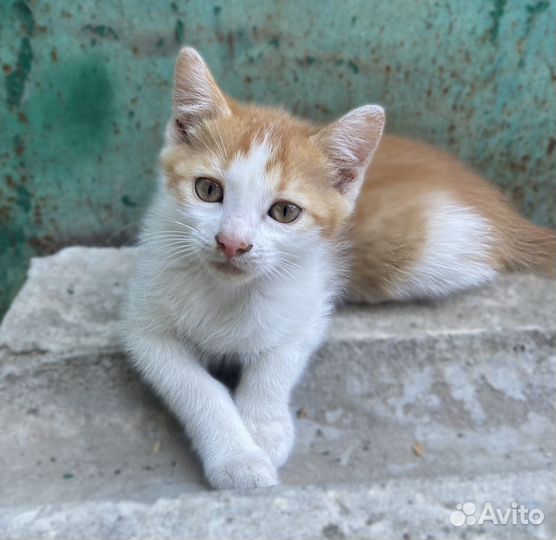 Отдам котят