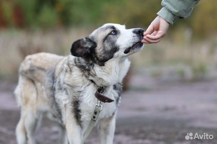 Собаки бесплатно в добрые руки