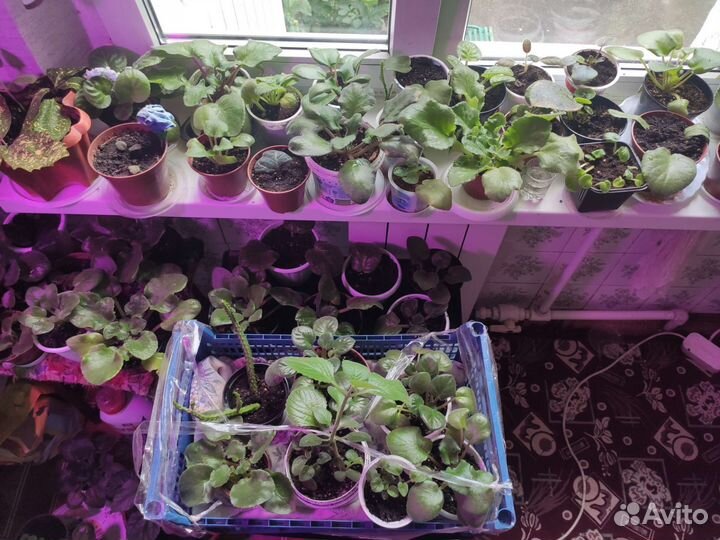 Комнатные цветы фиалки