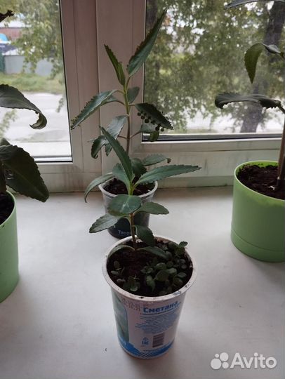 Каланхоэ лечебное