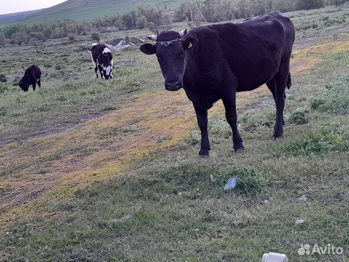 Корова,овец,бараны