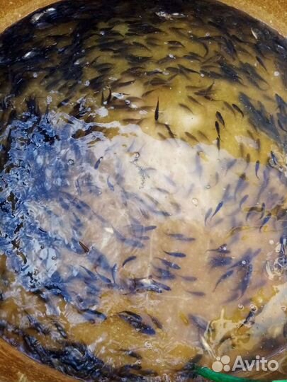 Живец карась