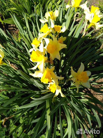 Нарциссы многолетние