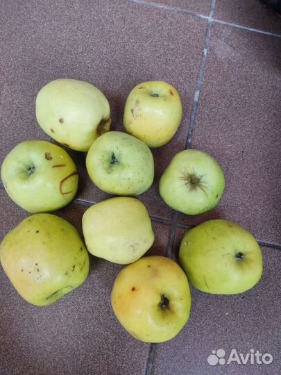 Яблоки антоновка