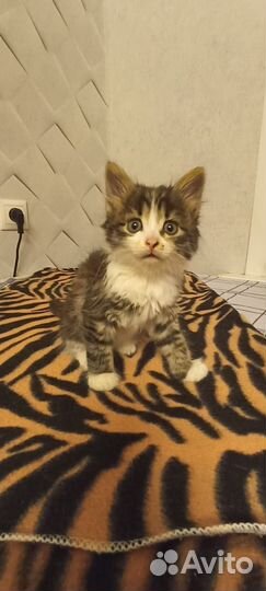 Котенок девочка 1,5 мес