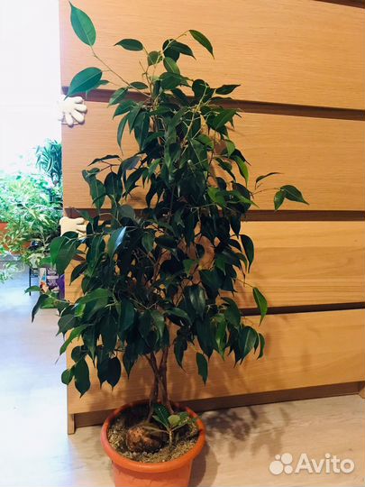 Фикус бенджамина плетеный