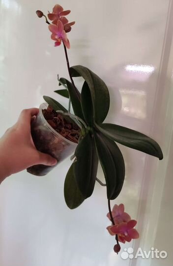 Ароматный фаленопсис Phalaenopsis