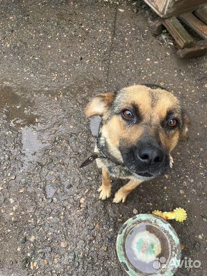 Собака в добрые руки