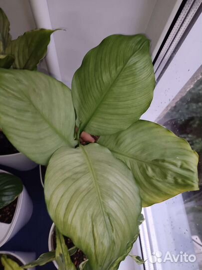 Спатифиллум Спилт милк круглый лист