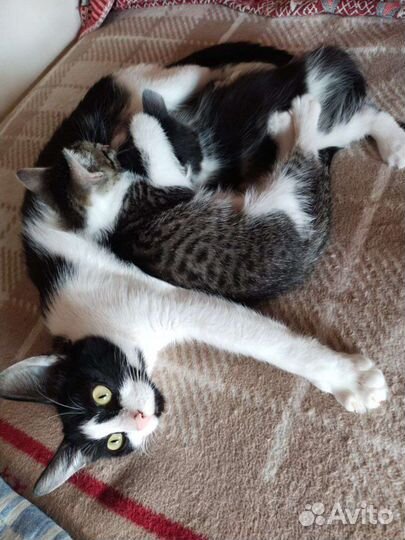 Котята в добрые руки бесплатно