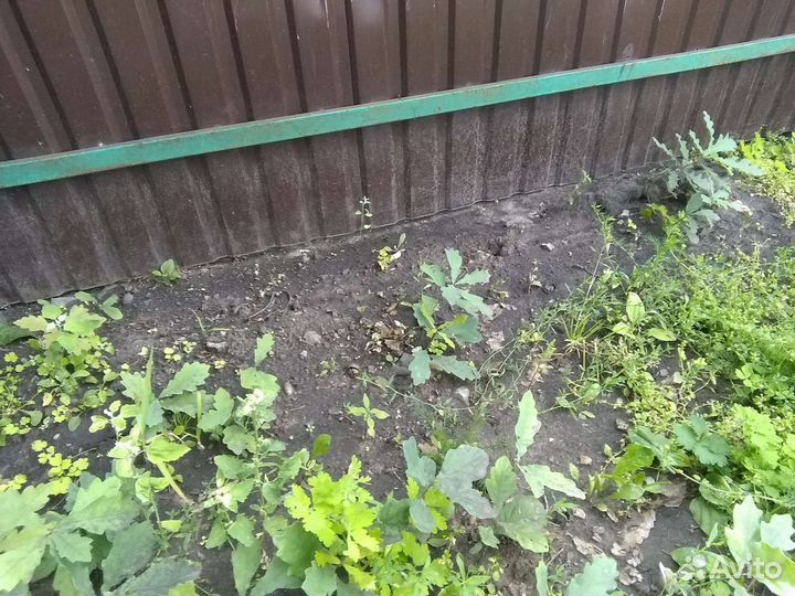 Саженцы дуба