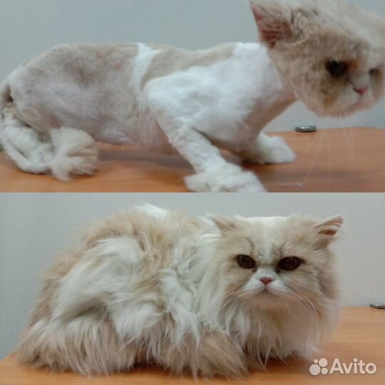 Стрижка кошек