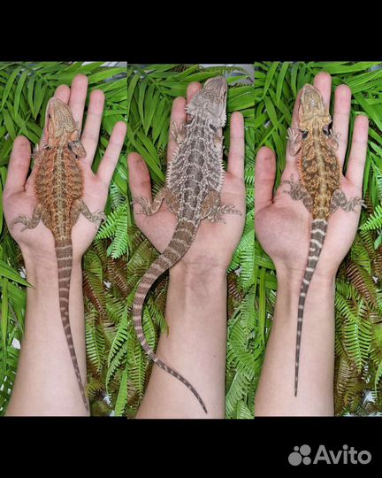 Бородатая агама