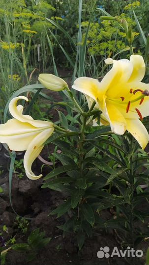 Лилии луковицы