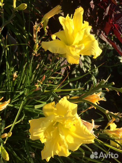 Продаю сортовые лилейники