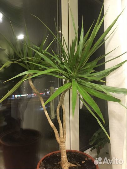 Юкка, драцена, денежное дерево, алоэ, декабрист цв