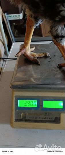 Молодые петухи