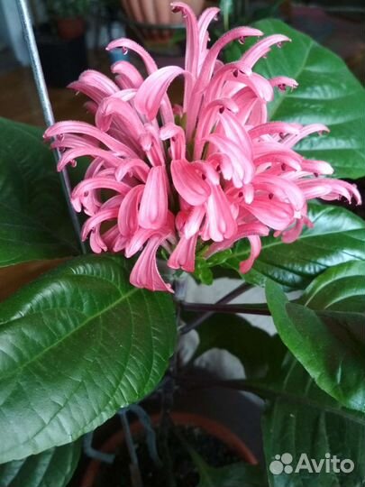 Якобиния розовая, хоя