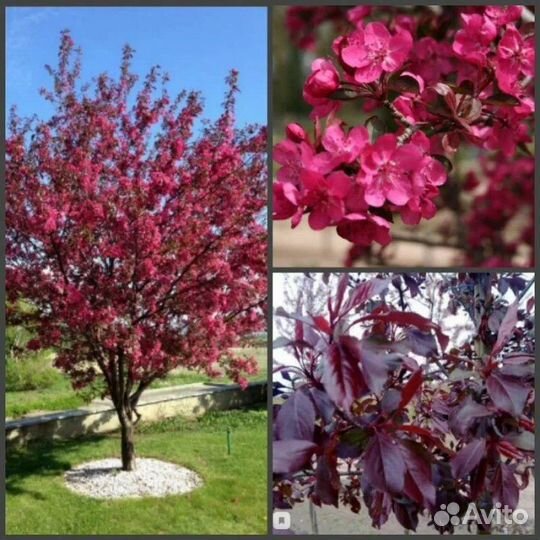 Яблоня декоротианая Роялти