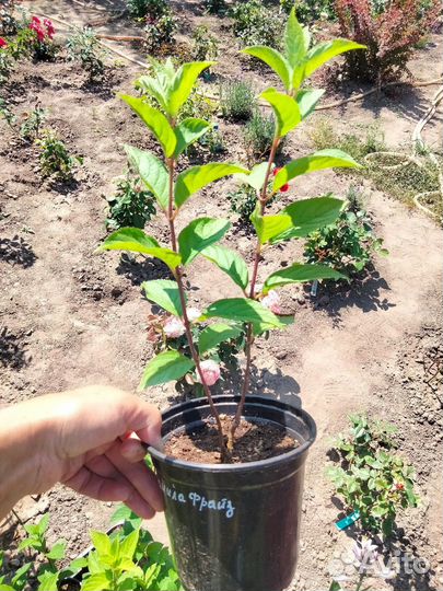 Гортензии метельчатые(саженцы)