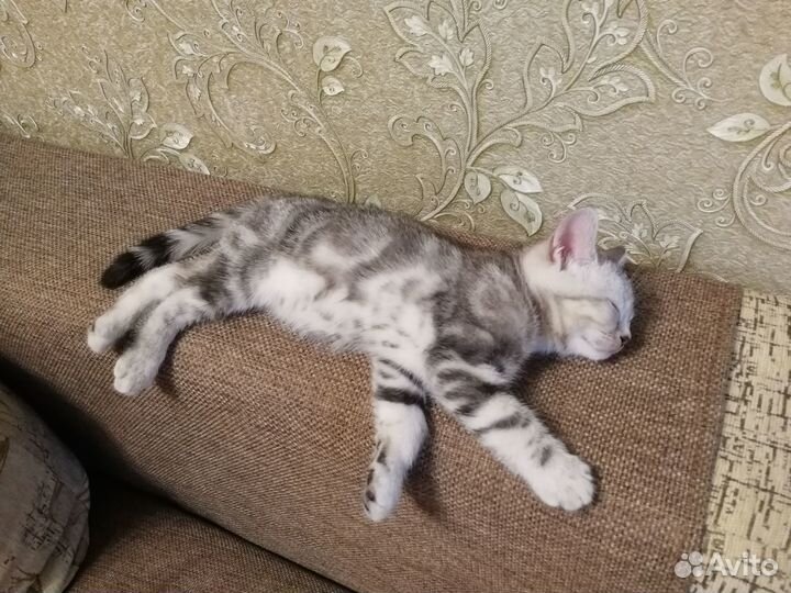 Шотландский котик