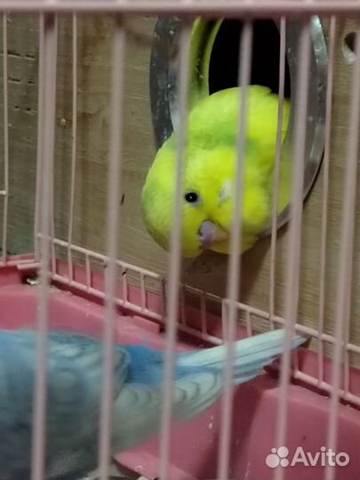 Птенец чех ввп