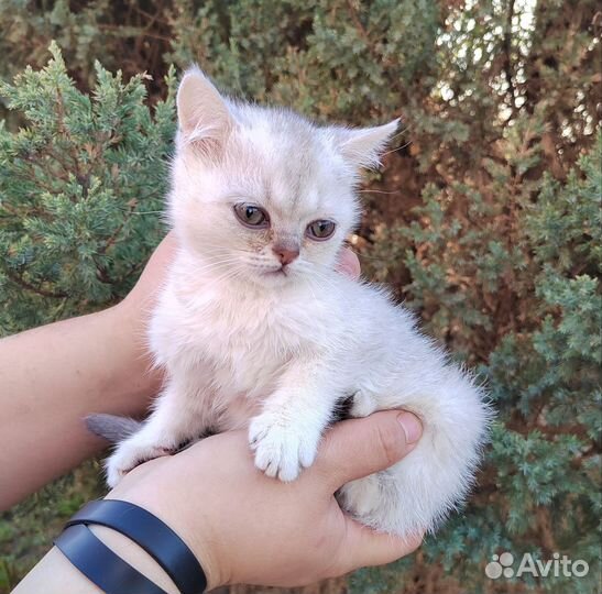 Котята шотландцы