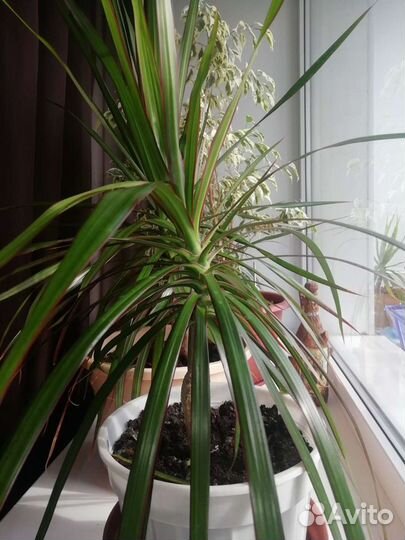 Пальма драцена