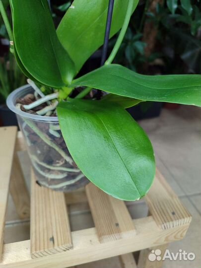 Ароматная орхидея BronzeBuddha