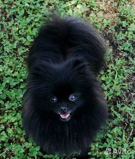 Шпиц взрослая девочка