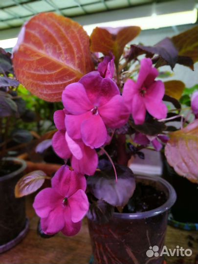 Бальзамин ампельный