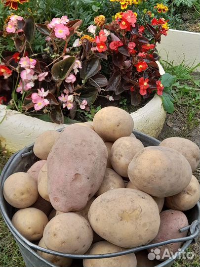 Продам картофель