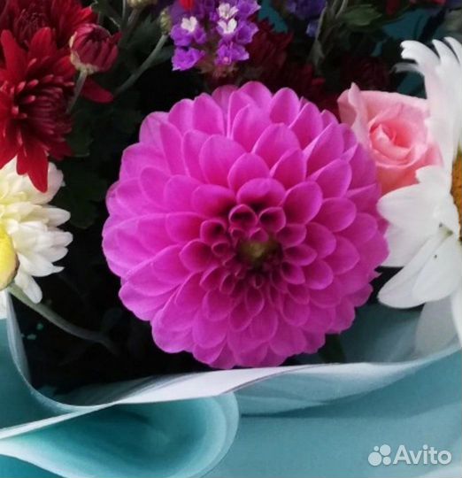 Георгины клубни