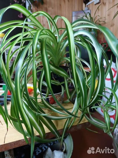 Хлорофитум кудрявый