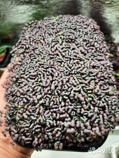 Микрозелень на заказ