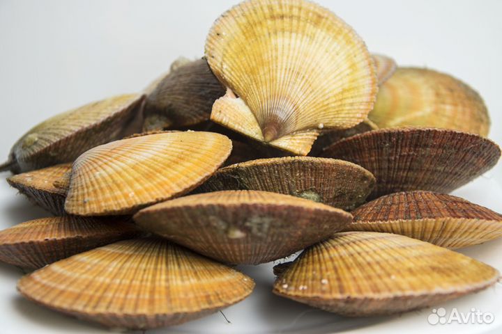 Морской еж и гребешок. Поднят со дна сегодня