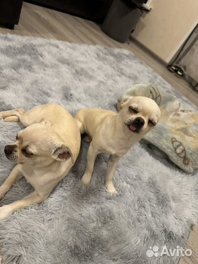 Чихуахуа мини