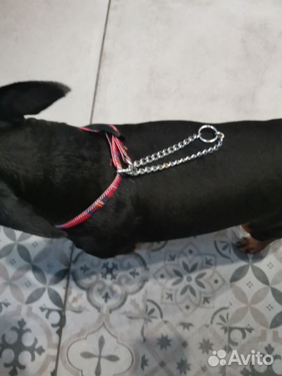Ошейник для собак