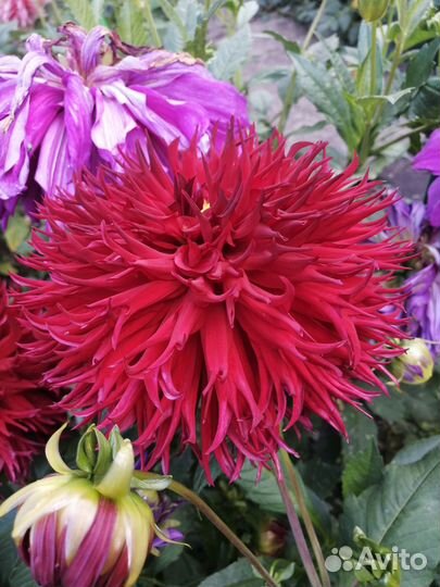 Георгин клубни Джексон