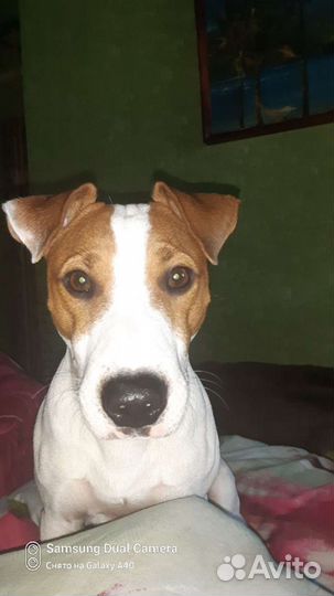 Вязка джек Рассел терьер