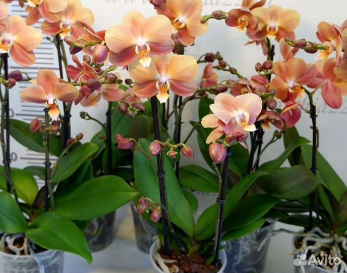 Phalaenopsis Monaco, midi