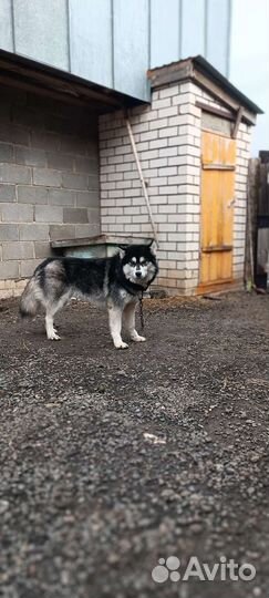 Сибирский хаски