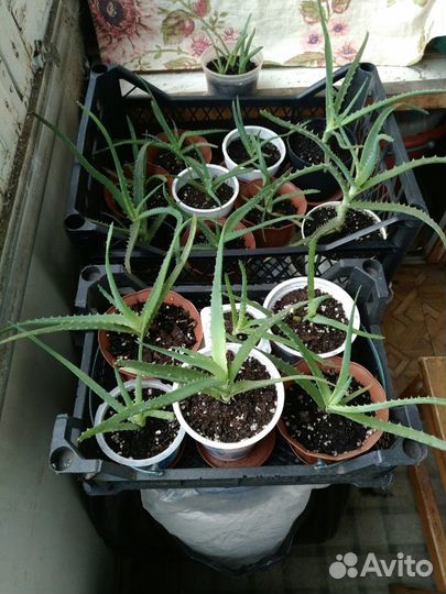 Столетник или алоэ древовидное (лечебное)