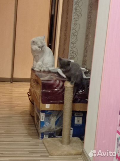 В добрые руки