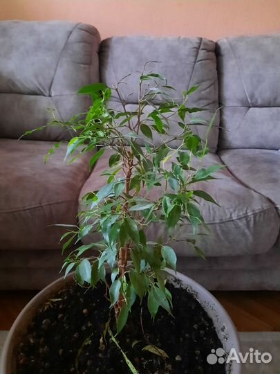 Фикус бенджамина